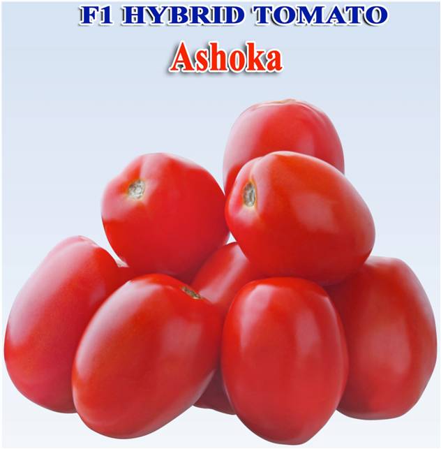 Hybrid Tomato ( Ashoka)
